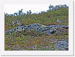 harmaasiepot_spotted flycatchers * 2300 x 1666 * (3.02MB)